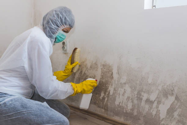 Best Mold Removal for HVAC Installations  in Huxley, IA