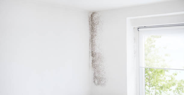 Mold Removal for HVAC Installations in Huxley, IA