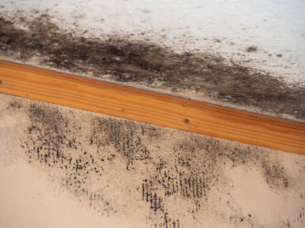 Huxley, IA Mold Removal Company