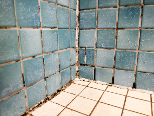Best Attic Mold Removal  in Huxley, IA