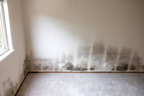 Best Mold-Related Health Consultation  in Huxley, IA