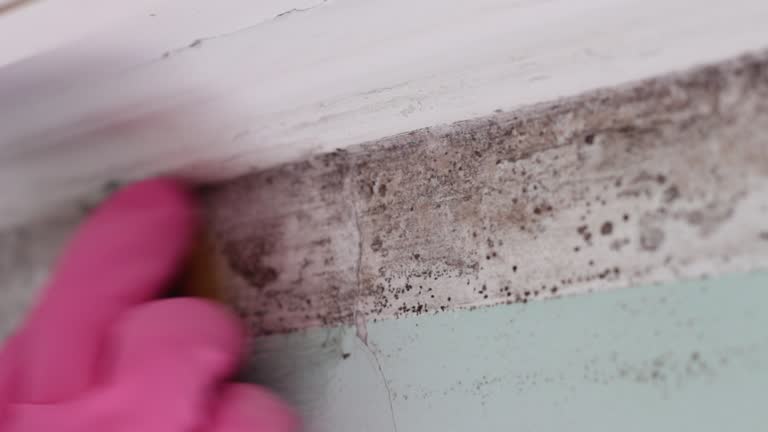  Huxley, IA Mold Removal Pros